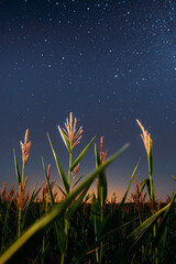 Night Starry Sky Above Green Maize Corn Field Plantation In Summer Agricultural Season. Night Stars Above Countryside Rural Landscape In August Month