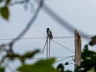 Hooded Crow Perched on Metal Antenna Against Bright Sky