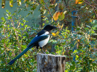 Black and White Magpie Perched on Wooden Stump