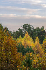 Natural Autumn background with autumn leaf colours in the forest.