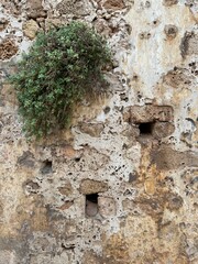 gęsty krzew wyrastający z kamiennego muru