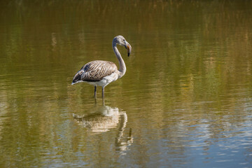 Landscape view of juvenile phoenicopterus roseus aka greater flamingo wading in brackish pond water before sunset