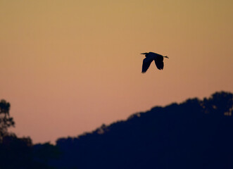 A flying great blue heron in silhouette isolated against the orange sky of dusk at Chickamauga Lake, Harrison Bay State Park, Tennessee