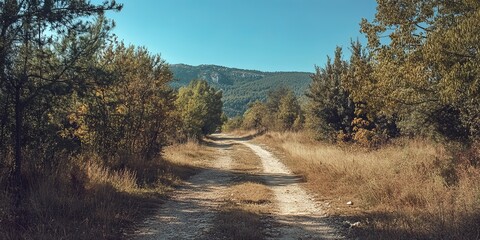 Dirt path winding through a sun-drenched forest, mountains in the distance