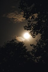 Full moon behind silhouetted trees at night
