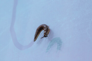 A slug moving around on a window and leaving a trace