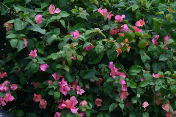 Bougainvillea Flowers with Green Leaves