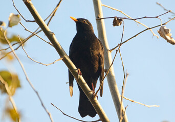 red winged blackbird