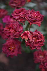 深紅に染まるバラの花 — 静寂と情熱