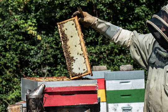 Cadre d'une ruche couvert d'abeille, tenu par la main d'un apiculteur en combinaison