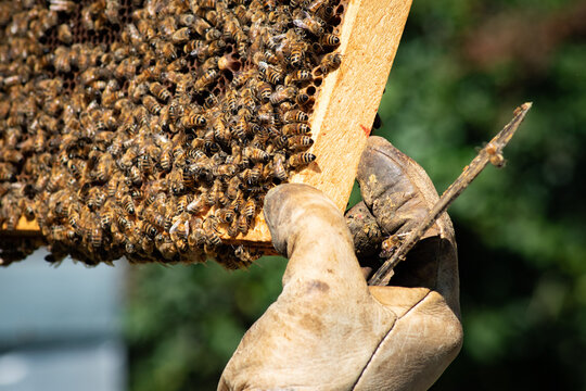 Main gant&eacute;e tenant un cadre de ruche couverte d'abeilles