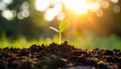 New Life: Sprout in Sunlight