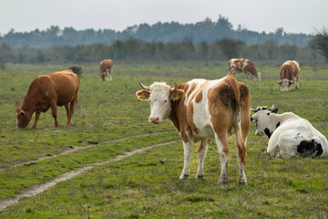 Obraz premium Cows grazing in green pasture on overcast day