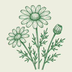 Classic Botanical Line Art of Chamomile Flowers. Simple, therapeutic illustration capturing the essence of the medicinal plant for wellness and herbal tea themes.