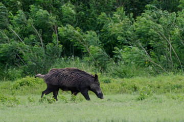 Adult female wild boar (Sus scrofa) or wild swine or wild pig on a field at Isonzo river mouth nature reserve, isola della Cona, Friuli Venezia Giulia, Italy.