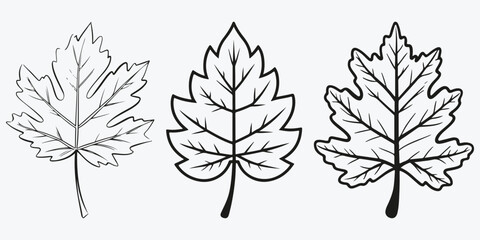 Fototapeta premium autumn leaf sketch illustration vector set