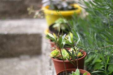 Colorful plants in a Mediterranean garden. Selective focus.