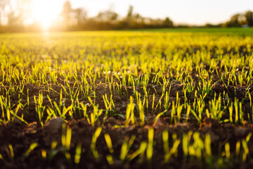 Close-up of young green plants in an agricultural field in the rays of the setting sun. Seedlings emerge from fertile soil at sunset. Gardening and farming concept. © maxbelchenko