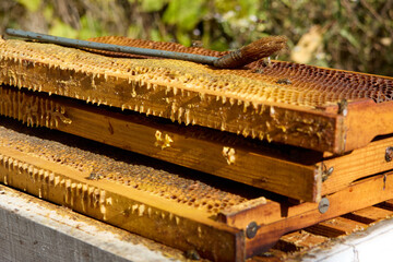 A close-up shot of an open beehive featuring honeycomb frames, honey, bees, and equipment, demonstrating honey harvesting in natural light and showcasing the agriculture concept.