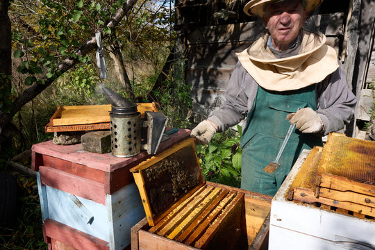 Senior beekeeper in protective suit working with beehive, inspecting frames with honeycombs and bees, using smoker. Examining health and honey production in apiary on sunny day.