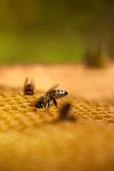 A close-up of a honey bee carefully walking on the honeycomb structure, with two other bees visible in the blurred background, emphasizing the importance of beekeeping and natural life