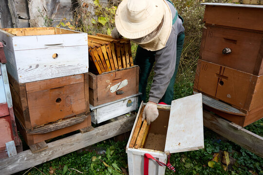 Beekeeper in protective suit inspecting honeycombs at beehive, outdoor view of a rural apiary with focus on honeycomb inspection and bee management practices. - Powered by Adobe