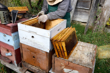 A diligent beekeeper attentively examines a honeycomb frame from a beehive, wearing protective clothing and using relevant equipment, within the calm setting of the apiary, close up shot
