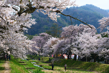 観音寺川の桜並木。猪苗代、福島、日本。4月下旬。