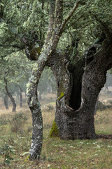 Foggy holm Oak Forest with Moss-Covered Trees in winter.