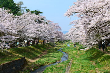 観音寺川の桜並木。猪苗代、福島、日本。4月下旬。