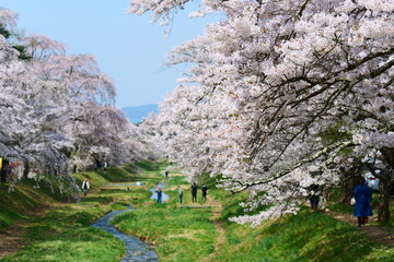 観音寺川の桜並木。猪苗代、福島、日本。4月下旬。