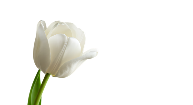 A delicate white tulip, symbolizing purity and new beginnings, captured against a clean white background