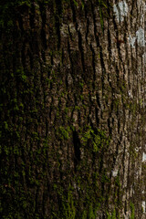 Tree bark texture with moss