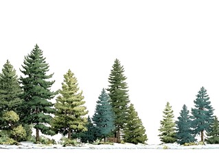 Fototapeta premium A serene evergreen forest landscape with towe pine trees and a light dusting of snow is perfect for backgrounds and overlay graphics.