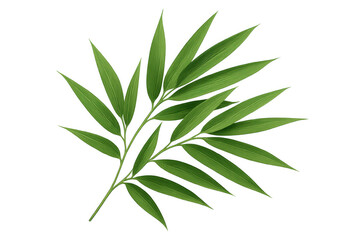 Fototapeta premium Green bamboo palm leaves on a branch creating a lush tropical foliage design element with transparent background