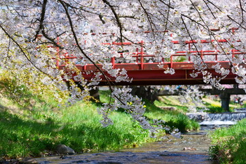 観音寺川の桜並木。猪苗代、福島、日本。4月下旬。