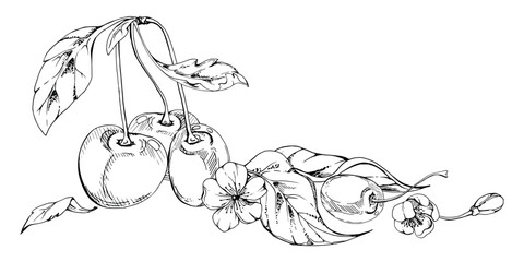 Sweet sour line cherry with plant leaves, white flowers, cerise berry in clusters on stems, hand drawn vector ink. Isolated composition illustration. Restaurant, cafe menu, wedding, farmers market