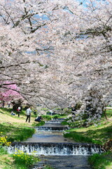 観音寺川の桜並木。猪苗代、福島、日本。4月下旬。