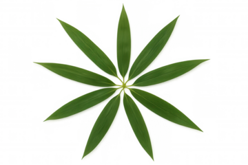 Green bamboo leaves forming a radial star shape, creating a symmetrical natural pattern on a transparent background