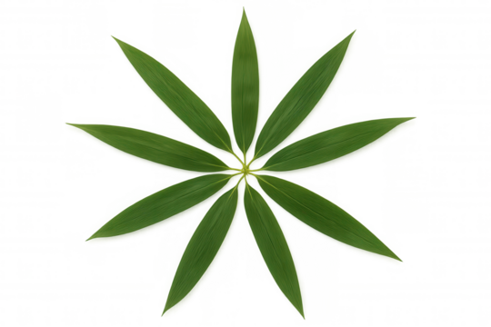 Green bamboo leaves forming a radial star shape, creating a symmetrical natural pattern on a transparent background