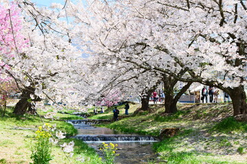 観音寺川の桜並木。猪苗代、福島、日本。4月下旬。