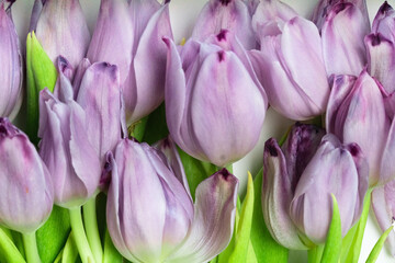 Obraz premium Detailed closeup of purple tulips with smooth petals, highlighting their rich color and texture. Ideal for wallpapers, print designs, and botanical concepts.