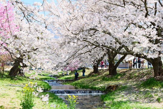 桜並木 Images – Browse 57,379 Stock Photos, Vectors, and Video