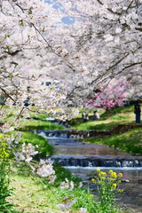観音寺川の桜並木。猪苗代、福島、日本。4月下旬。