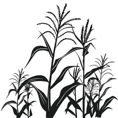 Several tall corn stalks are growing close together, shown as a black silhouette
