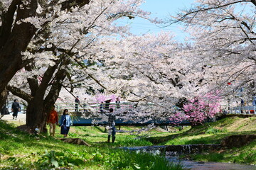 観音寺川の桜並木。猪苗代、福島、日本。4月下旬。