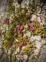 firebugs colony on a tree