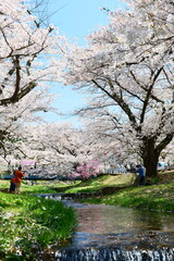 観音寺川の桜並木。猪苗代、福島、日本。4月下旬。