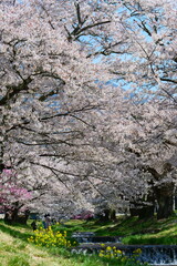 観音寺川の桜並木。猪苗代、福島、日本。4月下旬。