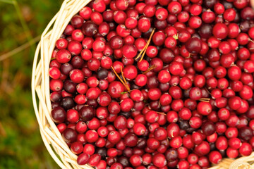 Close up of full basket with ripe cranberries among autumn leaves. Forest gifts, natural vitamins, berries for jam, healthy food, walk in colorful forest, calm autumn mood, beautiful woods.